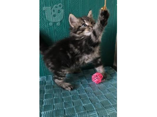Maine Coon γατάκια προς πώληση